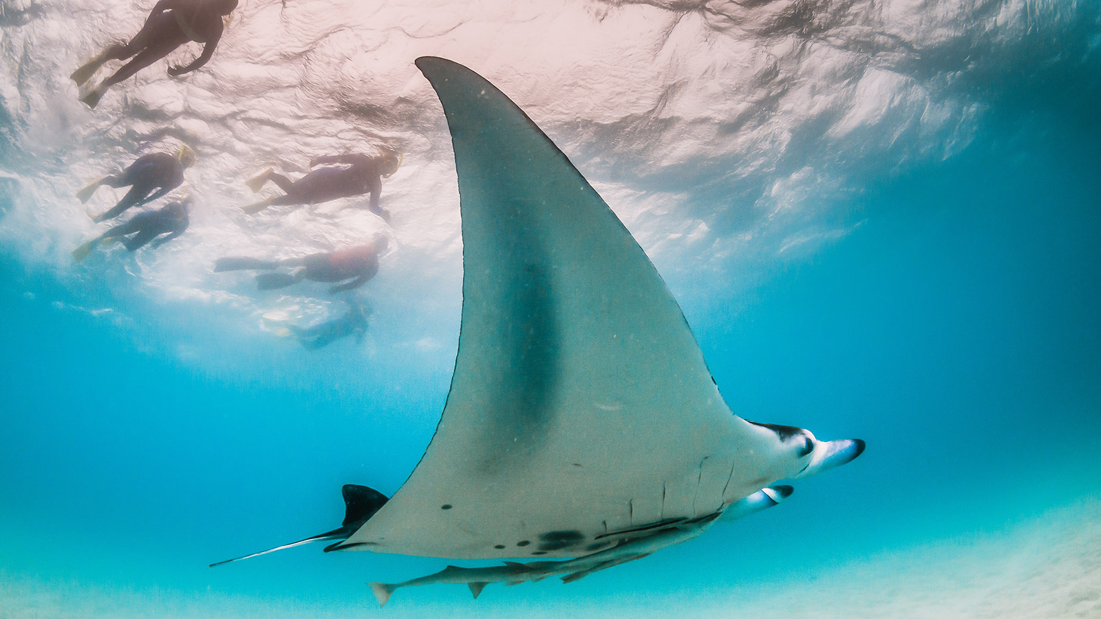 people swimming with a manta ray