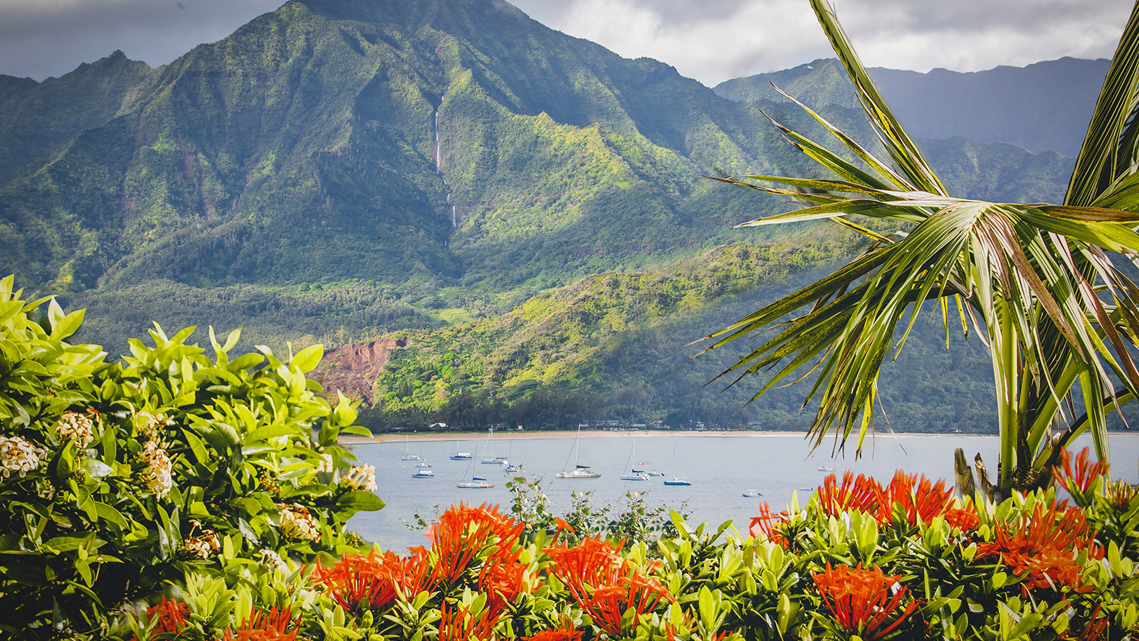 hawaii flowers with mountains in the background