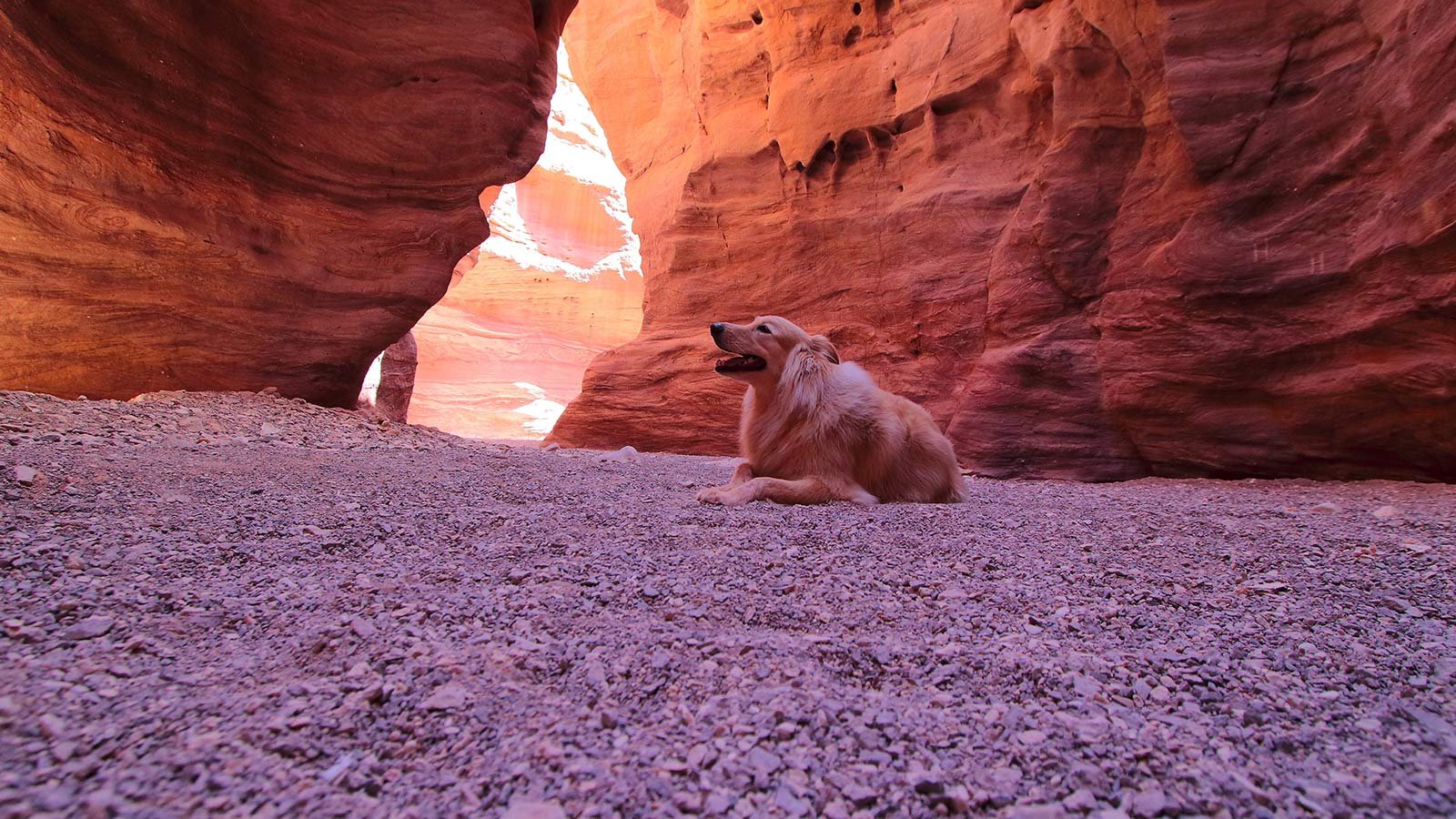 Dog resting in Buckskin Gulch canyon, Utah