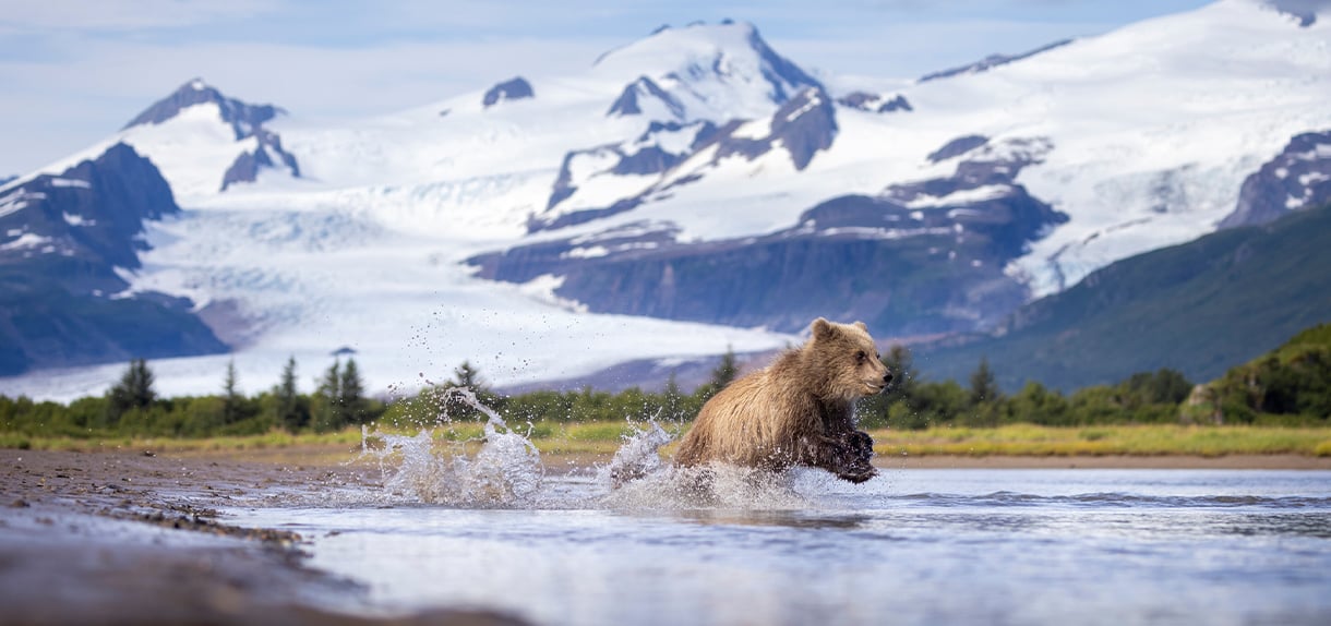 A brown bear charges through shallow water with mountains and glaciers in the background, creating dramatic splashes.