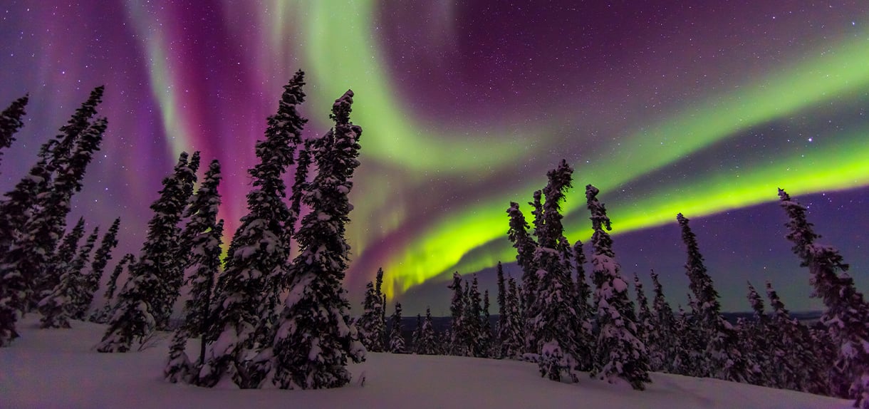 Vivid purple and green northern lights swirling above snow-covered evergreen trees in Alaska